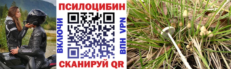 Псилоцибиновые грибы GOLDEN TEACHER  Тбилисская 